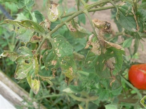 Descubre el método más efectivo para eliminar la tuta del tomate