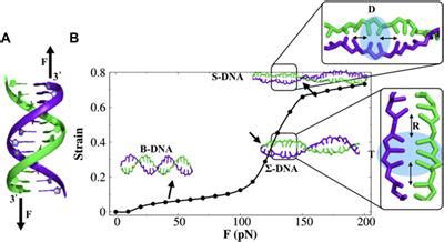 Frontiers Understanding Protein Diffusion On Force Induced Stretched