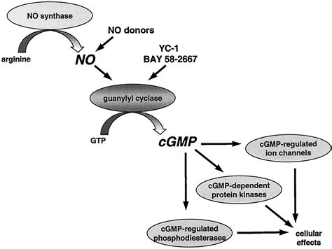 Regulation Of Nitric Oxide Sensitive Guanylyl Cyclase Circulation