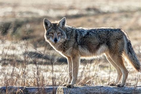 Its Breeding Season In Mi Expect To See More Coyotes Than Usual