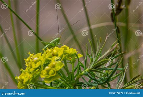 Spring Euphorbia Cyparissias Cypress Spurge Flowers Closeup Selective