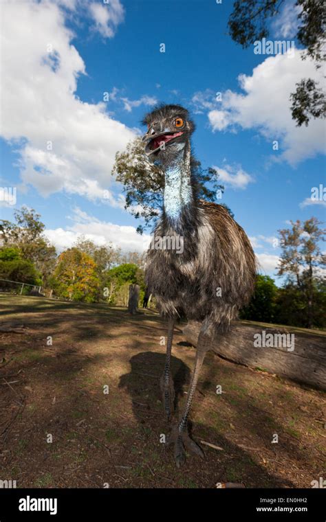 Emu australia hi-res stock photography and images - Alamy