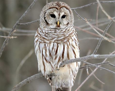 Barred Owl Songs and Calls - Larkwire