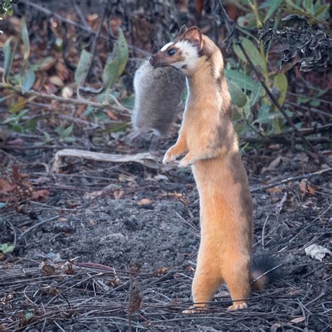 Long Tailed Weasel