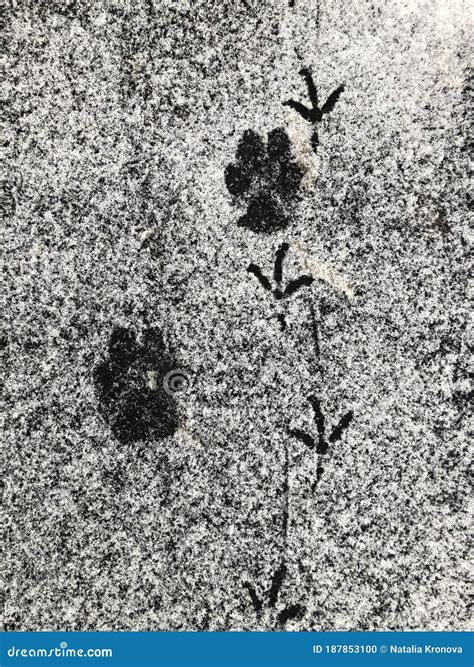 Animal Tracks in the Snow on the Asphalt. Paw Prints of Dog and Birds Stock Photo - Image of ...