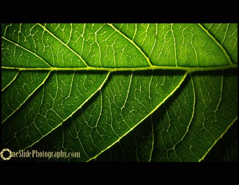 Fine Art Photography: Tips for Photographing a Leaf | Photography tips ...