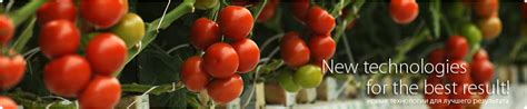 Kitano Seeds (семена Китано) - семена цветов и овощей, купить семена ...
