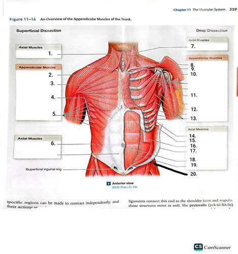 Honors Anatomy And Physiology Test Review Flashcards Quizlet