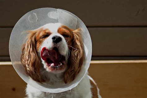 Cómo Hacer un Collar Isabelino FÁCIL para Perros o Gatos