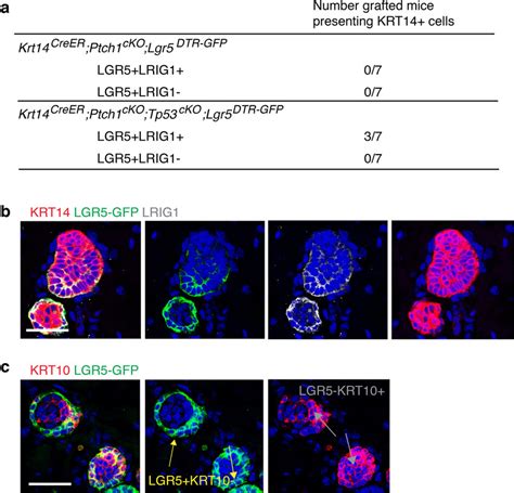 Transplantation Of Lgr Lrig Ptch Trp Double Conditional Knockout