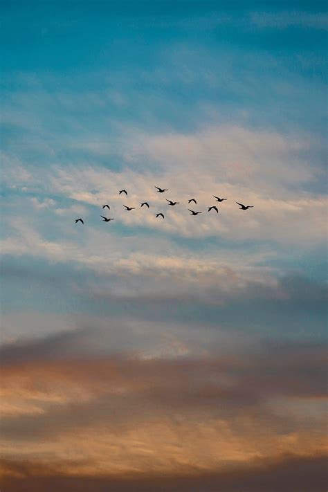 HD wallpaper: pink and white bird flying painting, flamingo, birds, sky ...