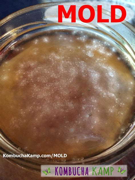 Kombucha Scoby Mold