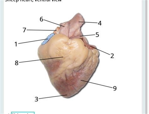 Lab Exam 4 Practical Sheep Heart Flashcards Quizlet