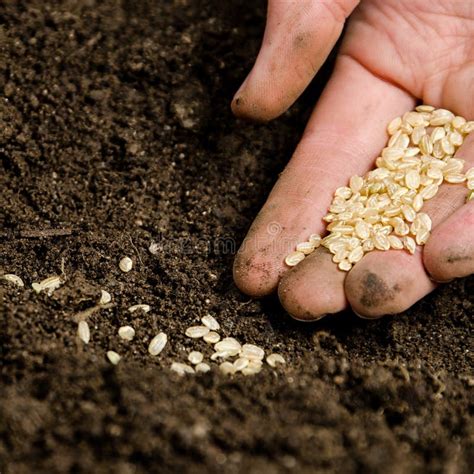 Planting seeds stock photo. Image of natural, agriculture - 27697844