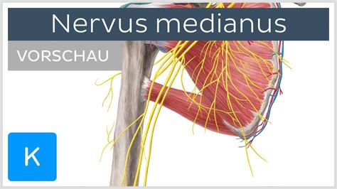 Nervus Medianus Anatomie Verlauf Innervation L Sion Kenhub The Best