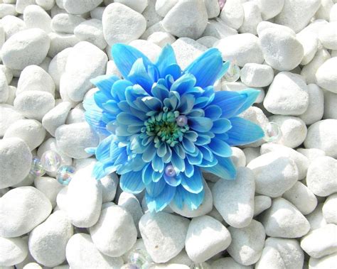 Blue Flowers Wallpapers Wallpaper Cave