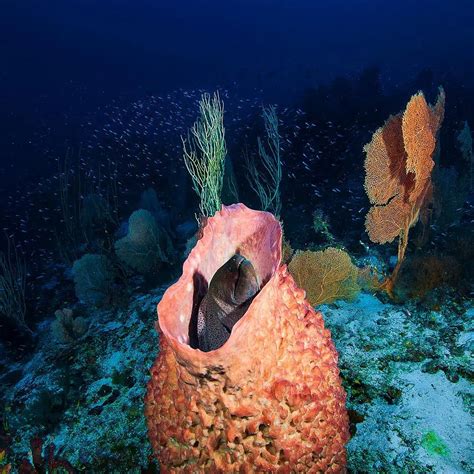 Maysponge Mayotte Nature Environnement