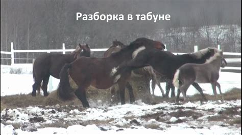 Клип про лошадей, Дети поиграли - мамки разобрались... - YouTube