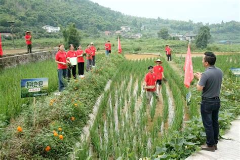 走进田间地头“自找苦吃”，给这群重理工青年点赞！ 国内新闻 华龙网