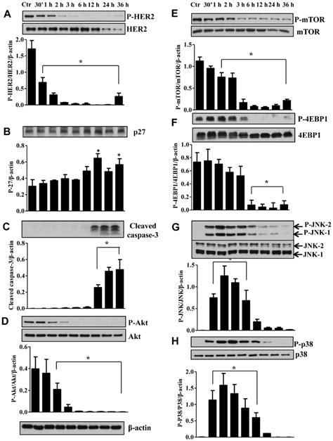 Rl66 Downregulates Her2neu And Key Cell Signaling Proteins In Skbr3