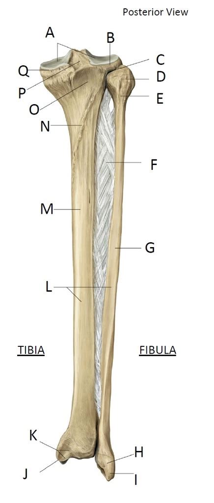 Tibia Osteology Tibia