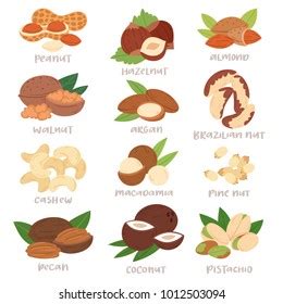 Cartoon Nuts Almond Hazelnut Peanut Cashew Stock Vector Royalty Free