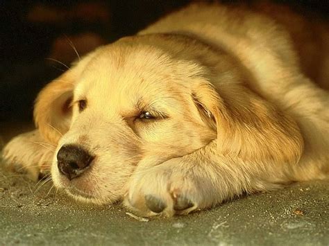 Cute Doggies Dogs Photo 32440120 Fanpop