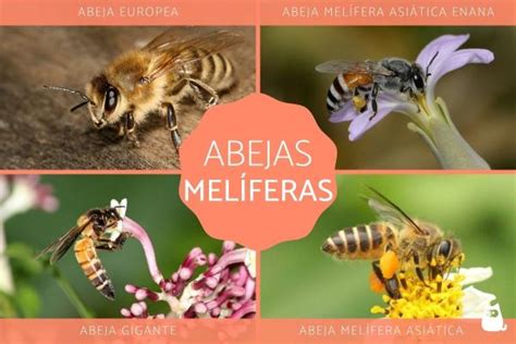 Abejas Mel Feras Especies Y Caracter Sticas