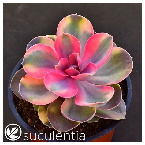 Echeveria Rainbow Suculentia Venta Online De Suculentas Y Plantas