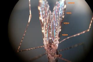 Medical Entomology Identification Of Anopheles Spp Adult Mosquitoes