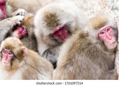 Japanese Monkey Bathing Hot Water Images Stock Photos D