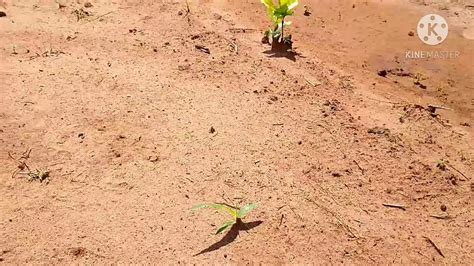 Como Conduzir Uma Lavoura De Caf Rec M Plantada Ep Apliquei