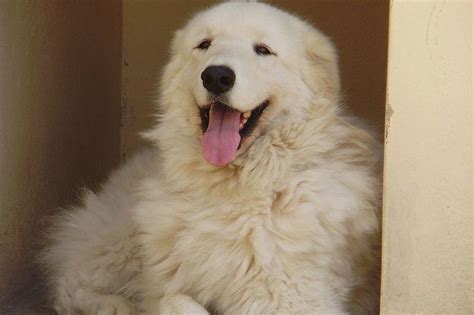 Kuvasz Dog Breed Information | DogExpress