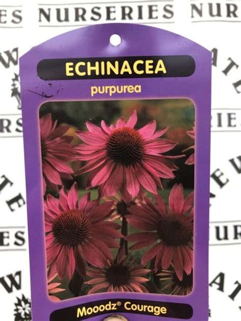 Echinacea Purpurea Moodz Courage Cozy Pink Cone Flower Newgate