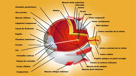 Anatomie Du Globe Oculaire Et Ses Annexes Anatomie Des Glandes Et Voies