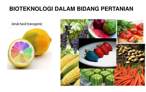 Contoh Produk Rekayasa Genetika 49 Koleksi Gambar