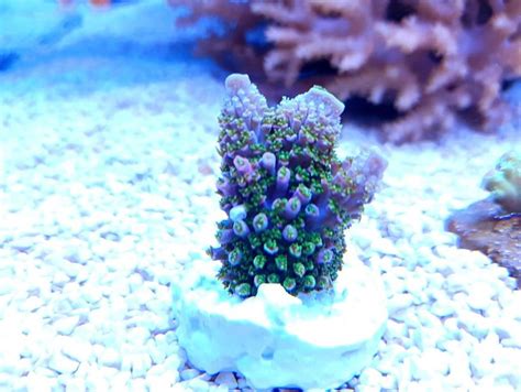 Acropora Sps Akwarium Morskie Mys Owice Woj L Skie Mys Owice Olx Pl