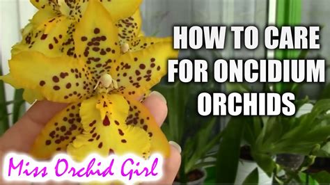 How To Care For Oncidium Orchids And Intergenerics Watering