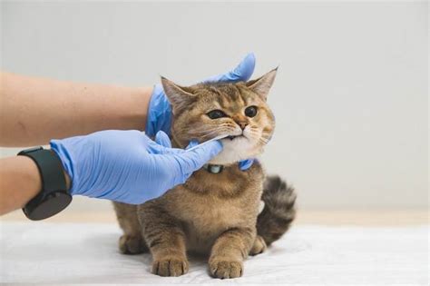 Bordetella In Cats Causes Symptoms And Treatment Cats