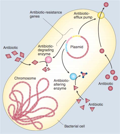 Plasmideos O Que Sao Funcoes Tipos Resistencia A Antibioticos Images