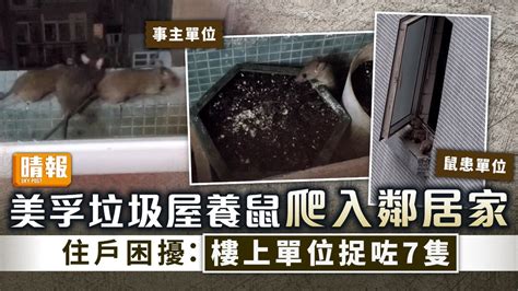 鼠患問題 ︳美孚垃圾屋養鼠爬入鄰居家 住戶困擾：樓上單位捉咗7隻 晴報 家庭 家居 D220331