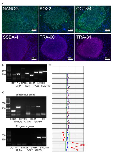 Characterization Of The Hcmjp Hipsc Line A The Hipscs Formed