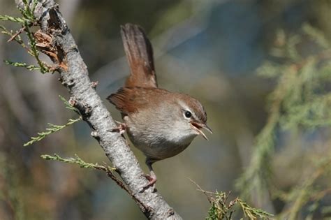 Rouxinol Bravo Cettia Cetti Biodiversity All