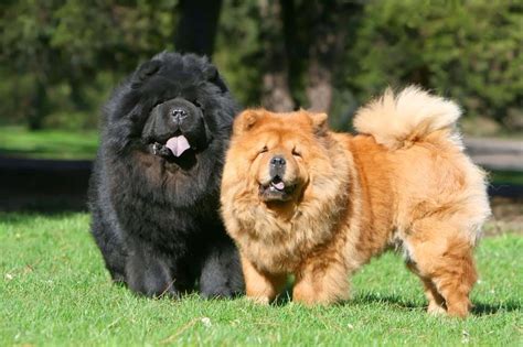 Chow Chow Características Comportamiento Cuidados