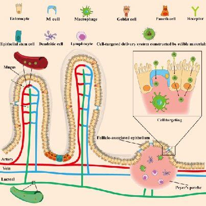 The physiological structure of the intestinal tract and schematic ...