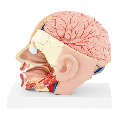 Buy Uigjiog Head Anatomy And Brain Model Removable Parts Anatomical