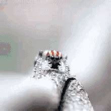 Peacock Spider Dance Gif GIFs | Tenor