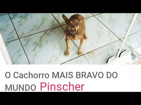 O Cachorro Mais Bravo Do Mundo Youtube