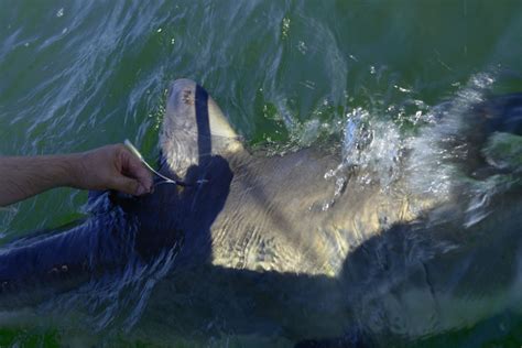 New tagging tech for great white shark tracking in New York waters