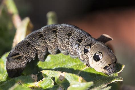 Are Uk Caterpillars Poisonous To Dogs? - Gelonjor